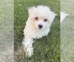 Small #2 Maltese Mix