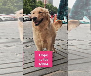Golden Retriever Dogs for adoption in West Hollywood, CA, USA
