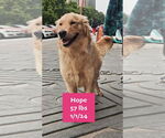 Small Golden Retriever