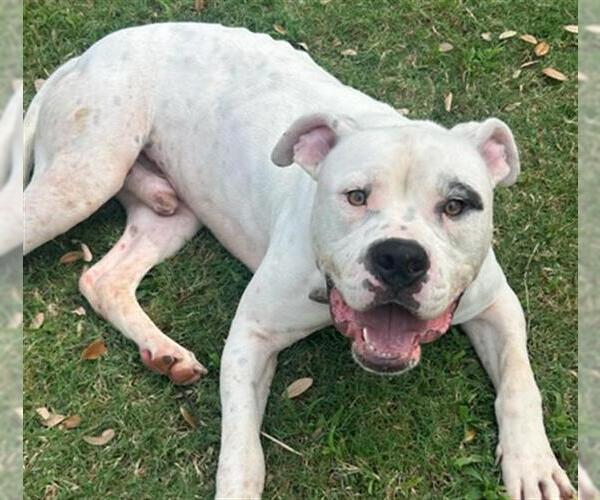 Medium Photo #1 Bullboxer Pit Puppy For Sale in Texas City, TX, USA
