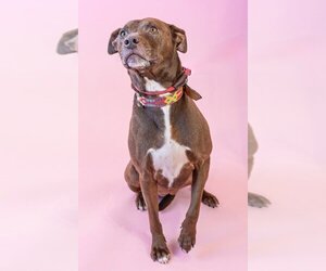 Lucy Ann - Adopt Me! - Female American Staffordshire Terrier-Labrador Retriever Mix Dog for Adoption - Photo #11