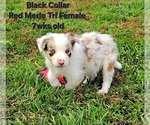 Puppy Black Collar Border Collie
