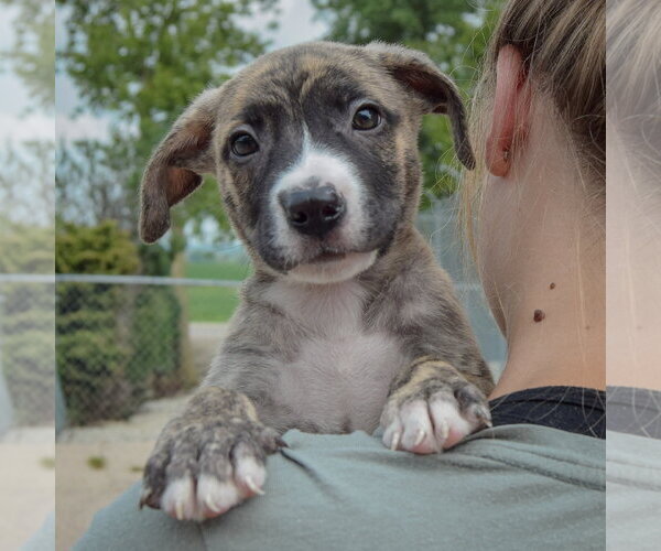Medium Photo #6 Labsky Puppy For Sale in Huntley, IL, USA
