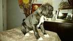 Small Photo #11 Boxer Puppy For Sale in KENNEWICK, WA, USA