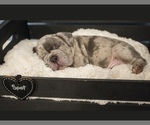 Puppy Spot French Bulldog