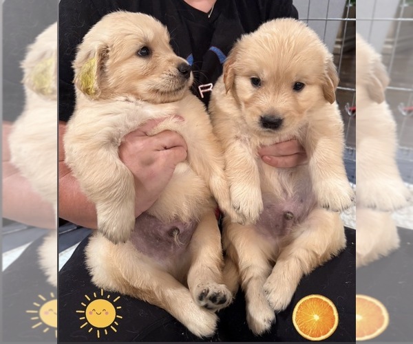 Medium Photo #21 Golden Retriever Puppy For Sale in EXTON, PA, USA
