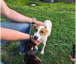Small #2 Brittany Mix