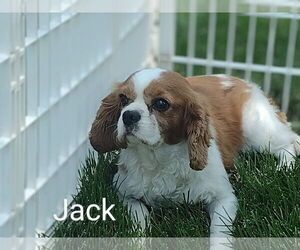 Cavalier King Charles Spaniel Dogs for adoption in Sioux Falls, SD, USA