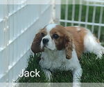 Small Cavalier King Charles Spaniel