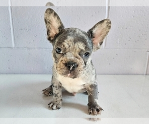 French Bulldog Puppy for sale in PROVIDENCE, RI, USA