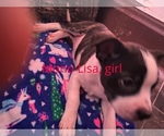 Small #1 Boston Terrier-Collie Mix