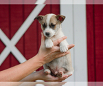 Small #4 Pembroke Welsh Corgi