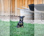 Small #5 Chihuahua