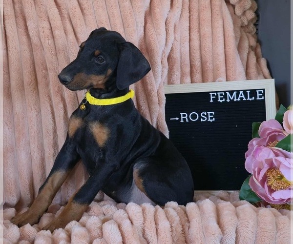 Medium Photo #3 Doberman Pinscher Puppy For Sale in POMEROY, OH, USA