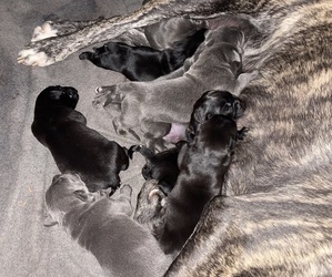 Cane Corso Puppy for sale in MONTGOMERY, AL, USA