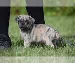 Small #4 Pug