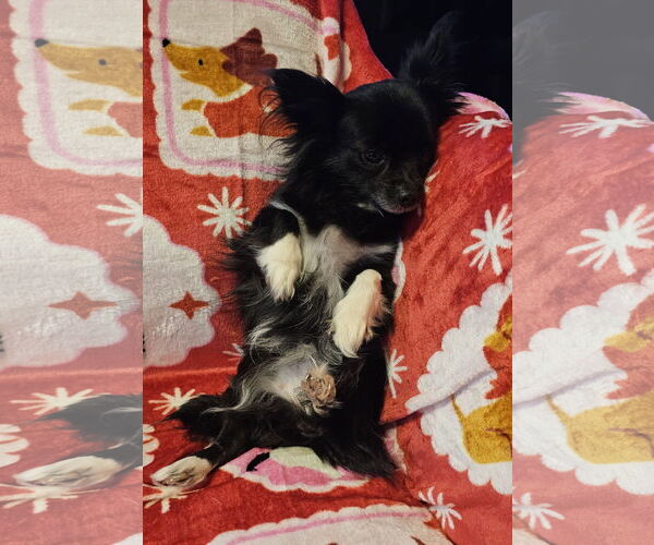 Medium Photo #2 Chihuahua-Unknown Mix Puppy For Sale in Oakhurst, NJ, USA