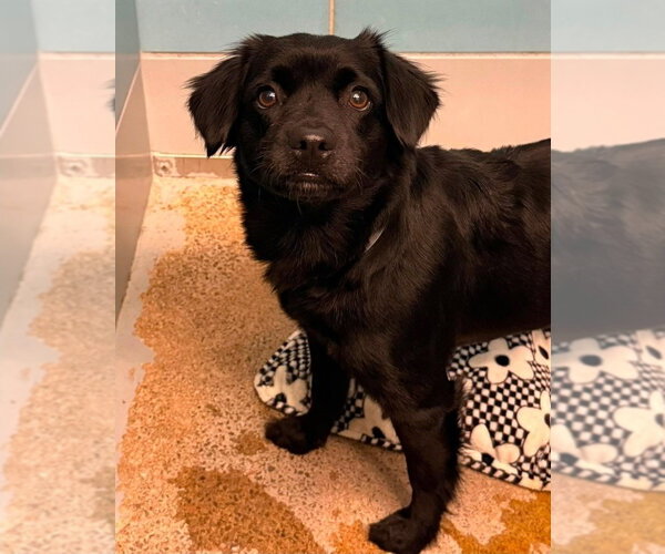 Medium Photo #1 Chihuahua-Unknown Mix Puppy For Sale in Lakewood, CO, USA