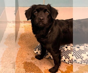 Chihuahua-Unknown Mix Dogs for adoption in Lakewood, CO, USA