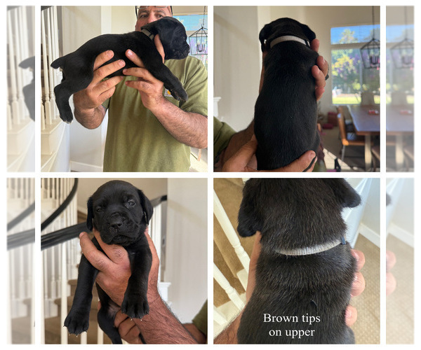 Medium Photo #2 Cane Corso Puppy For Sale in LIVERMORE, CA, USA