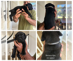 Small Photo #7 Cane Corso Puppy For Sale in LIVERMORE, CA, USA