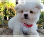 Small Photo #5 Shih-Poo Puppy For Sale in LOS ANGELES, CA, USA