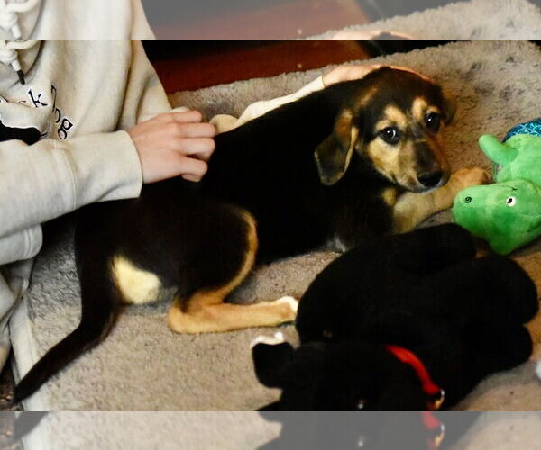 Medium Photo #2 Labrador Retriever-Unknown Mix Puppy For Sale in Mechanicsburg, PA, USA