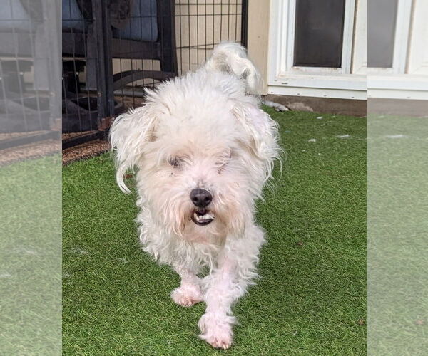 Medium Photo #3 Lhasa-Poo Puppy For Sale in Spring, TX, USA