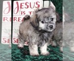 Small Photo #5 Maltipoo Puppy For Sale in MOMEYER, NC, USA