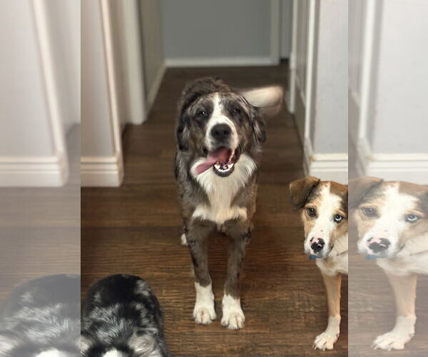 Medium Photo #1 Australian Shepherd Puppy For Sale in Dallas, TX, USA