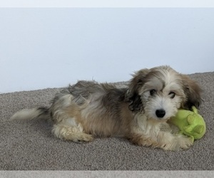 Cavachon Puppy for sale in FREDERICKSBURG, OH, USA