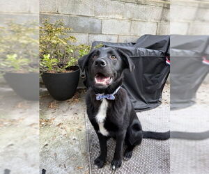 Mutt Dogs for adoption in Jenkintown, PA, USA