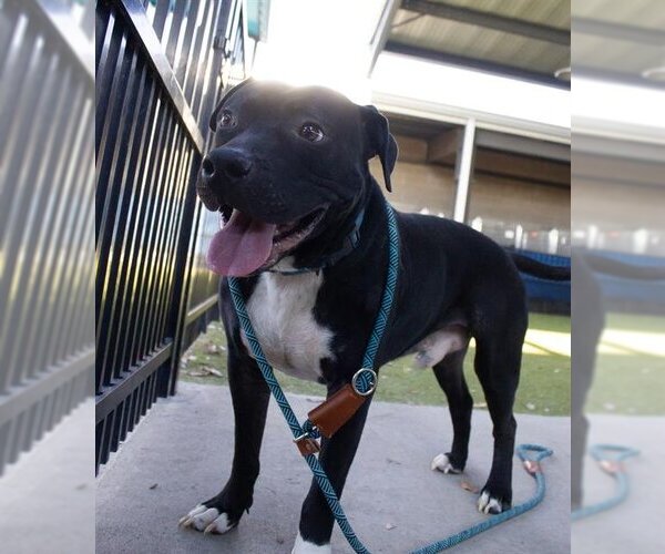 Medium Photo #2 American Pit Bull Terrier-Unknown Mix Puppy For Sale in Waco, TX, USA