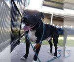 Small #1 American Pit Bull Terrier Mix