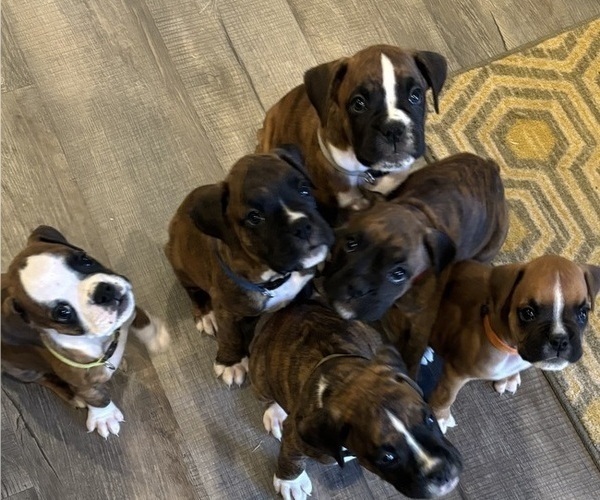 Medium Photo #1 Boxer Puppy For Sale in YORK, SC, USA