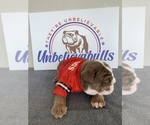 Small Photo #6 English Bulldog Puppy For Sale in CENTERVILLE, OH, USA
