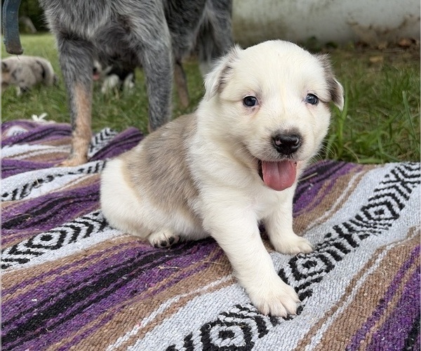 Medium Photo #3 Texas Heeler Puppy For Sale in CONGERVILLE, IL, USA