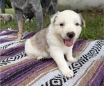 Puppy Female 2 Texas Heeler