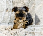 Small Photo #5 Yorkshire Terrier Puppy For Sale in FRESNO, CA, USA