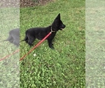 Puppy Yellow German Shepherd Dog