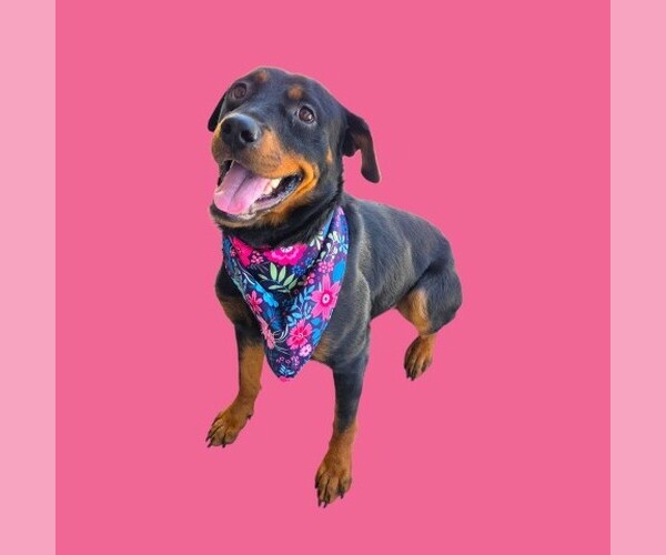 Medium Photo #1 Rottweiler-Unknown Mix Puppy For Sale in Bakersfield, CA, USA