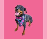 Small Rottweiler Mix