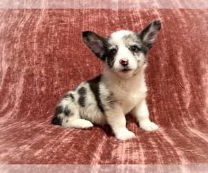 Welsh Cardigan Corgi Puppy for sale in WATERTOWN, SD, USA
