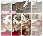 Puppy Puppy 2 English Bulldog