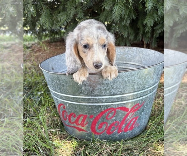 Medium Photo #5 Dachshund Puppy For Sale in MIDDLEBURY, IN, USA