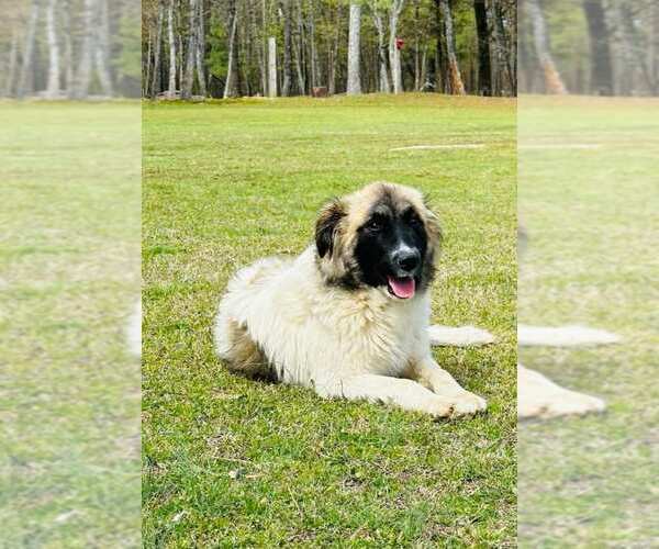Medium Photo #4 Great Pyrenees-Unknown Mix Puppy For Sale in Scottsboro, AL, USA