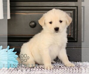 Golden Retriever Puppy for sale in BIRD IN HAND, PA, USA