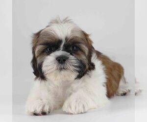 Shih Tzu Puppy for sale in LOS ANGELES, CA, USA