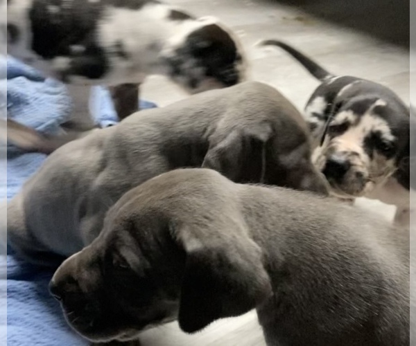Medium Photo #11 Great Dane Puppy For Sale in BLOOMFIELD, KY, USA