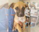 Small #1 Retriever  Mix